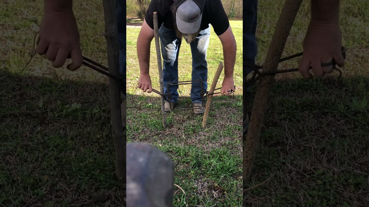 How To Set A Conibear Trap At Any Height. #trap #setting #conibear #trapping