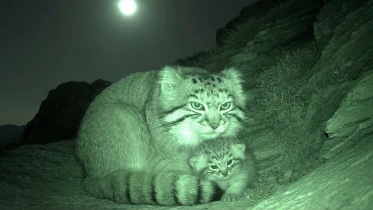 We Rescued 3 Orphaned Pallas's Kittens, Then Their Mother Did The Unthinkable...