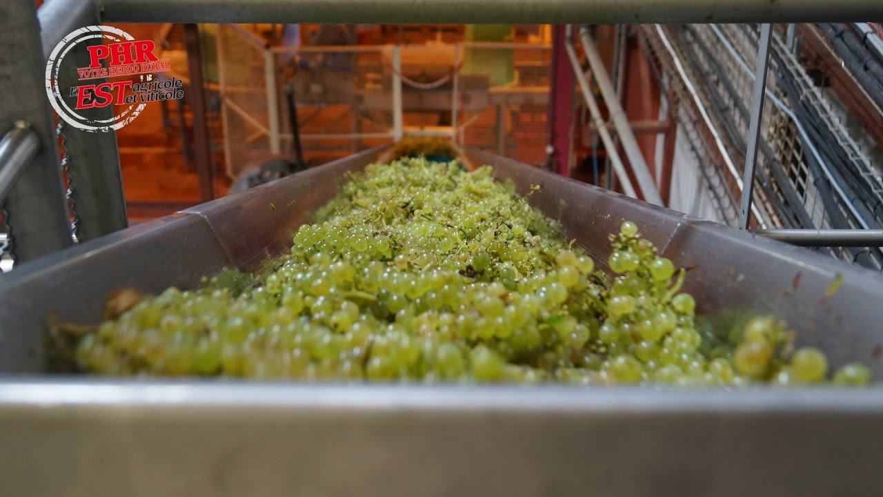 Vendanges crémant chez Arthur Metz et au Domaine viticole de Colmar