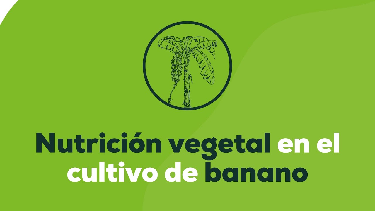 Nutrición vegetal en el cultivo de banano