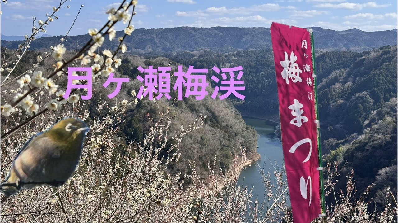 2026.3月ヶ瀬梅渓枝垂れ梅が見頃！