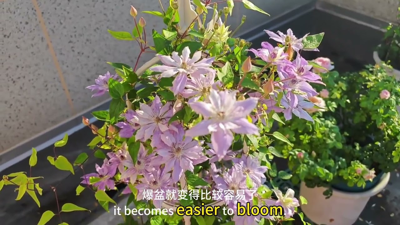 分享铁线莲夏天也能开爆的方法Share the method that clematis can explode in summer.