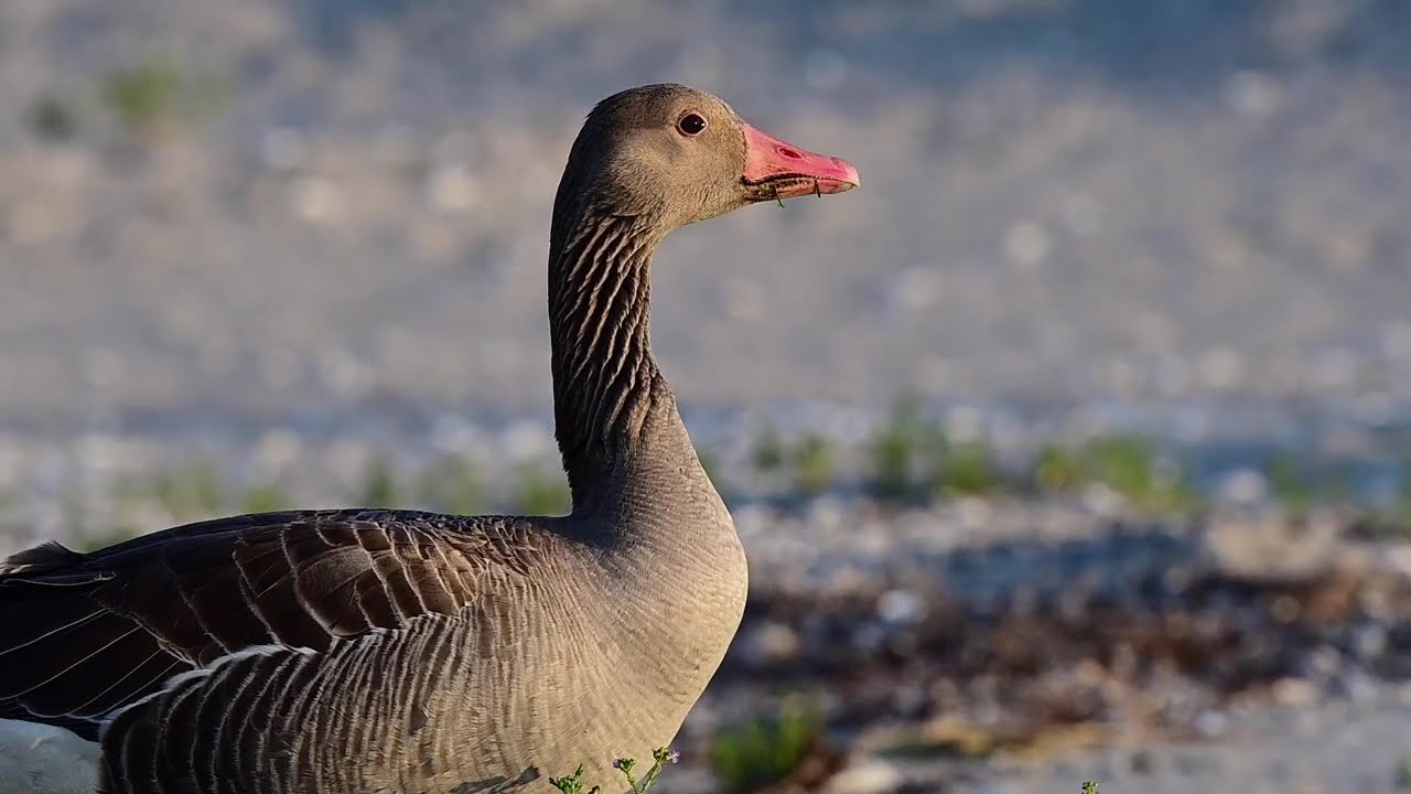 Gęgawa (Anser anser) żeruje na Plaży Wschodniej w Świnoujściu