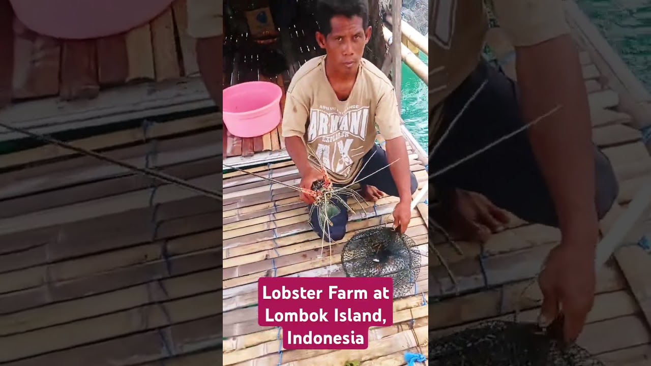 #lobsterfarm