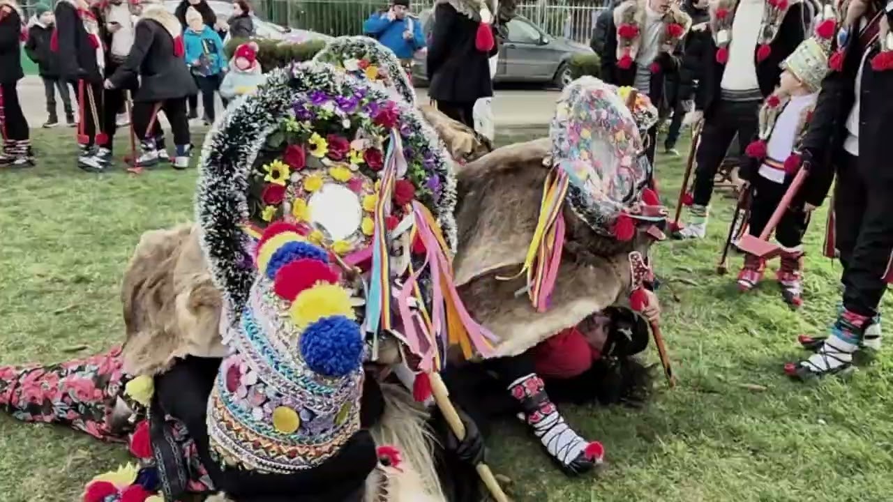CERBUL DE LA CÂRJOAIA