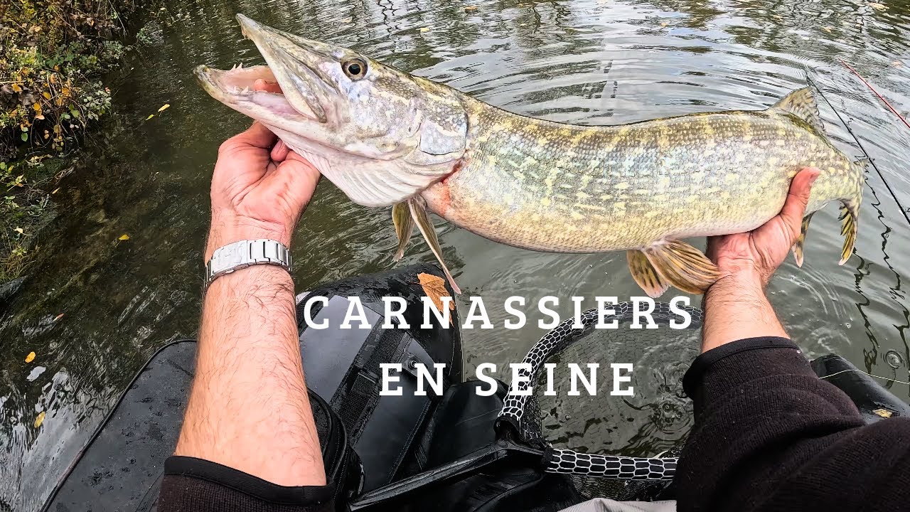 🎣TRAQUER LES CARNASSIERS  EN AUTOMNE 🍂 , PÊCHE EN FLOAT TUBE EN SEINE ET GRAVIÈRE