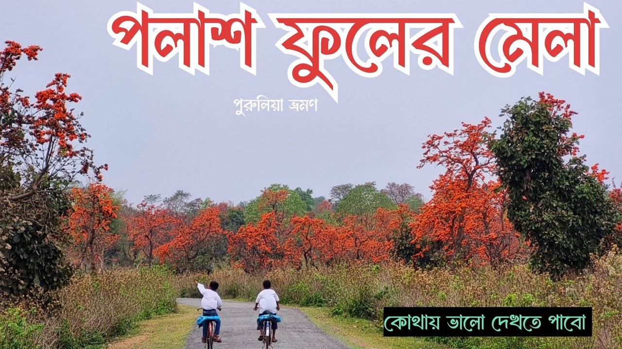 পলাশ ফুলের মেলা।পুরুলিয়া।কোথায় ভালো পলাশ ফুল দেখতে পাবো।কবে ফুটবে। #palash #Purulia #Baghmundi 