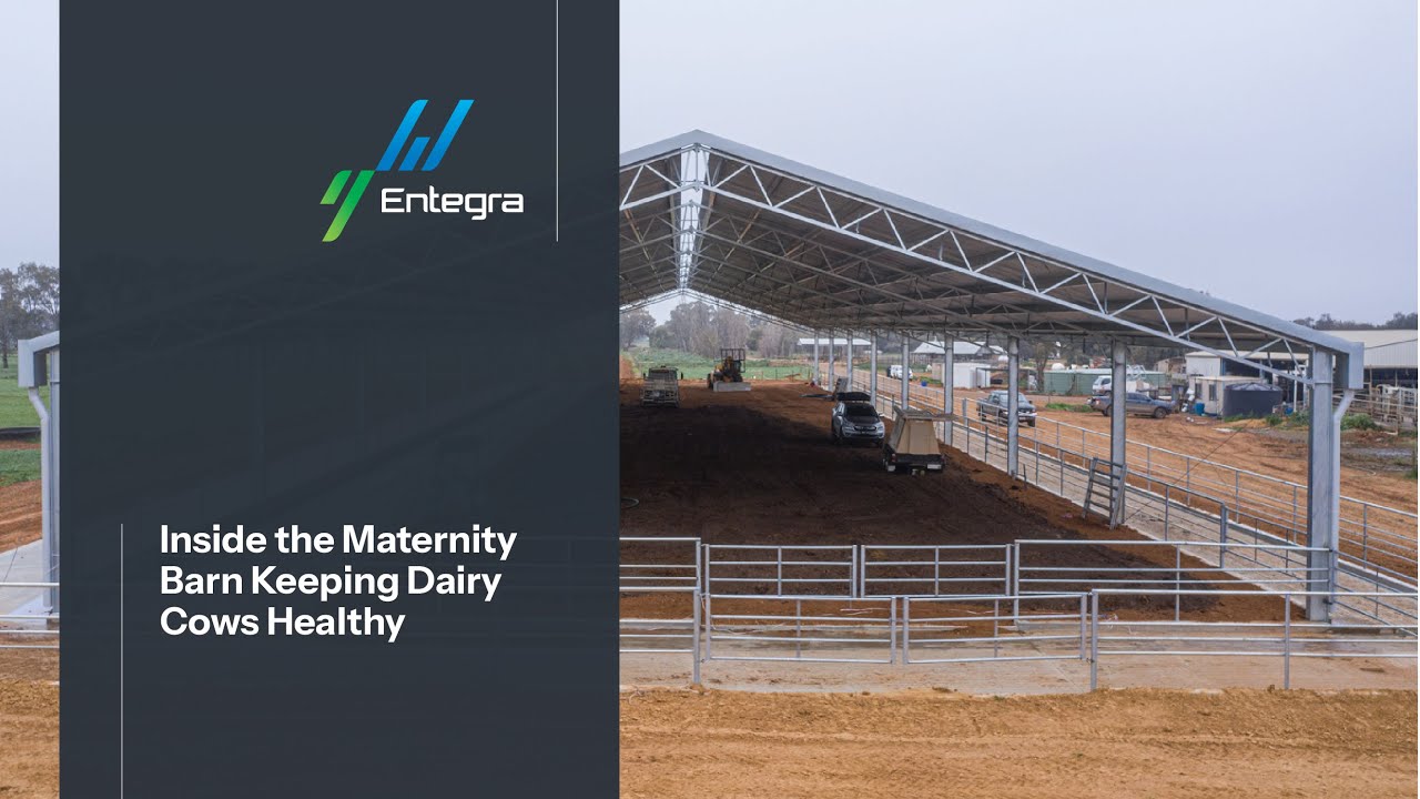 Inside the Maternity Barn Keeping Dairy Cows Healthy | Stewart Family Farms