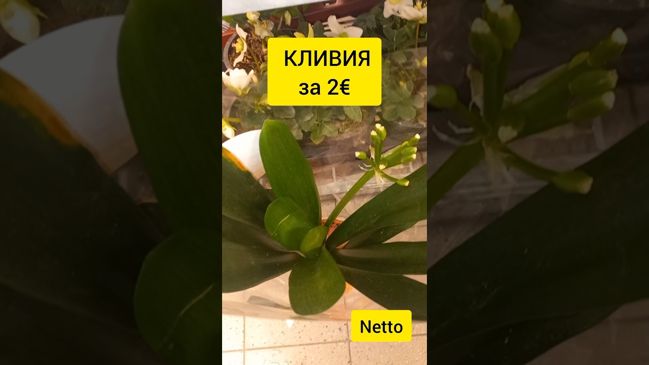 КЛИВИЯ за 2€ | УЦЕНКА