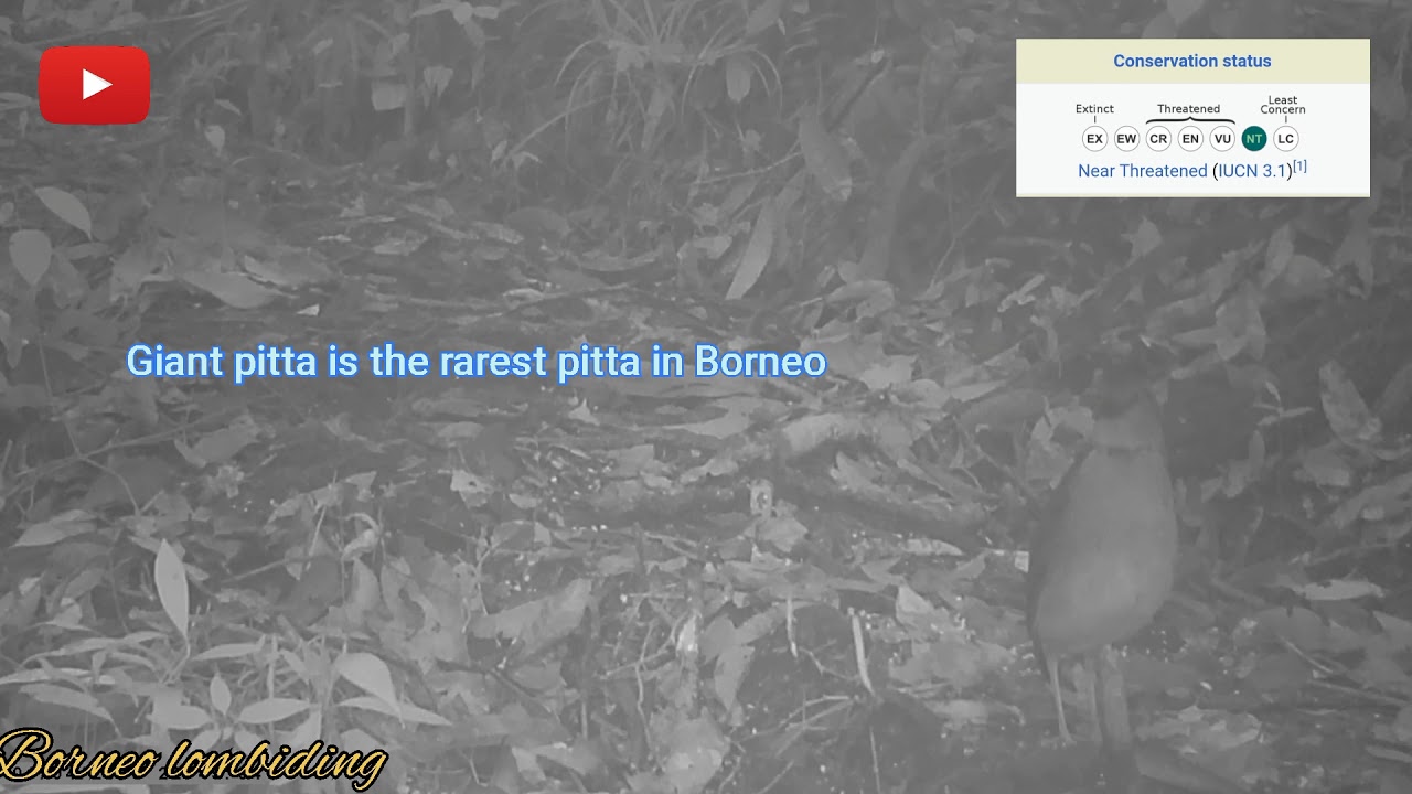 Bornean giant pitta in black and white..
