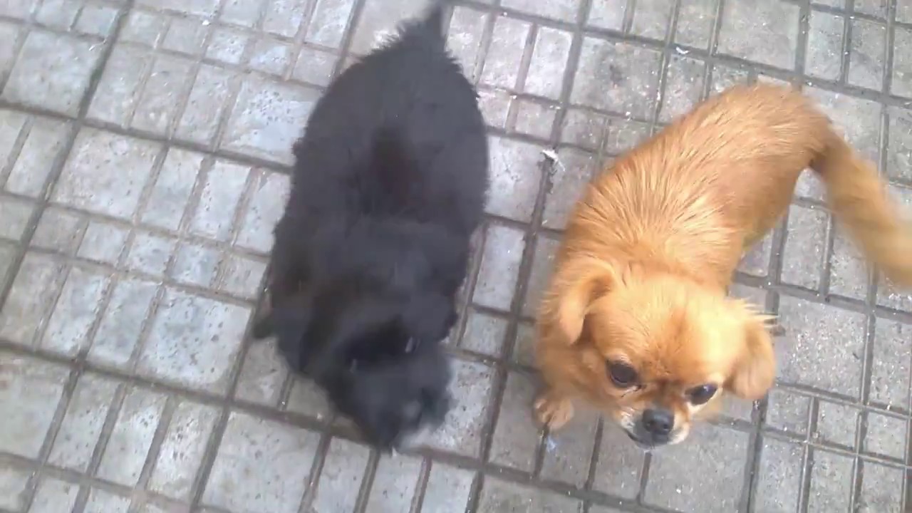 Nero (atunci cand era mic ) !!! &hearts; &hearts; &hearts; !!! #PUFOSHENIA