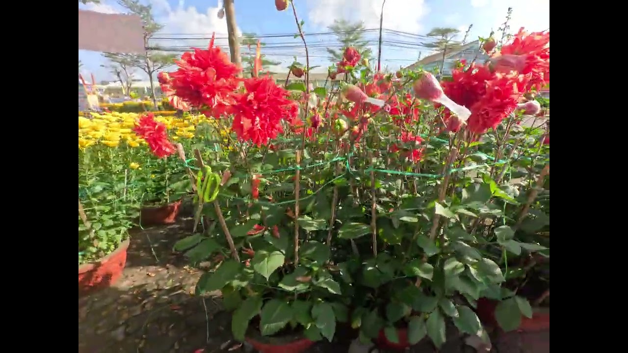 Hoa xuân Bính Ngọ 02-2026 017524