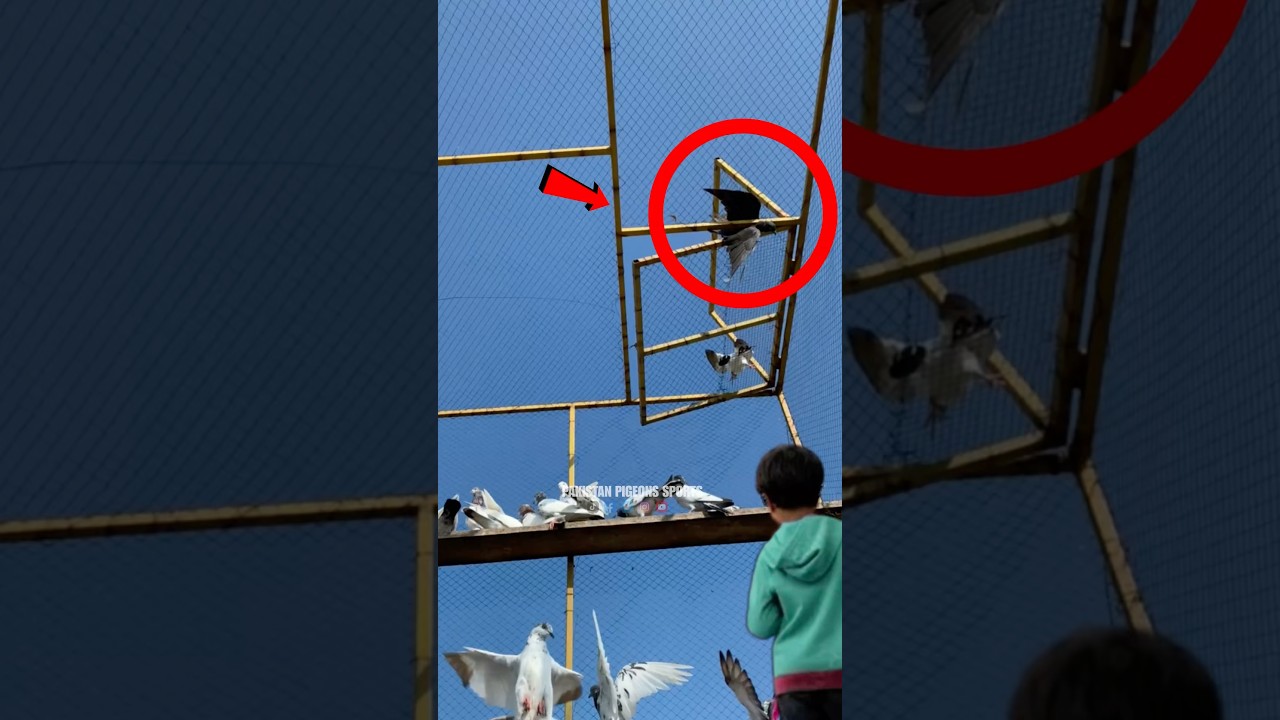Highflying Kabuter Pakernay Ka Asaan Tarika | #pigeon #pigeonloves #bird #kabutar #birdspecies