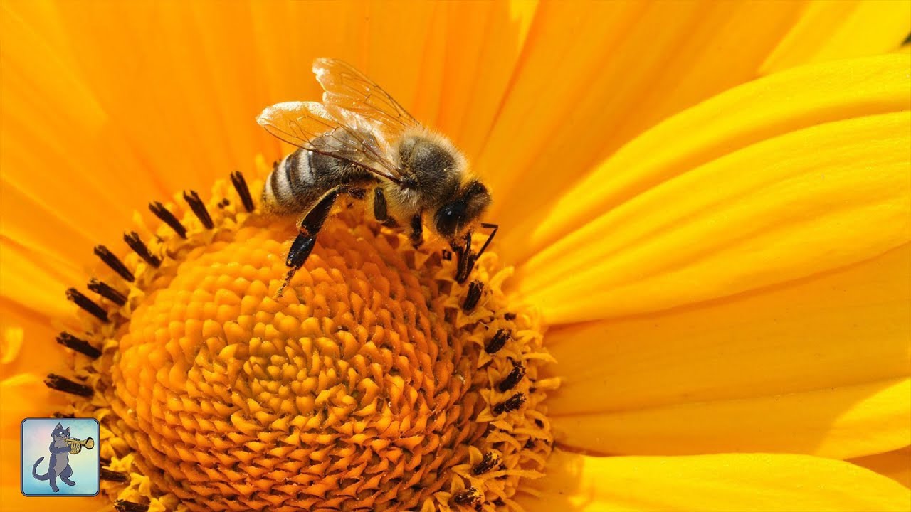 🐝 Beautiful Bumblebees ~ AMAZING NATURE SCENERY on Planet Earth & The Best Relax Music (1080p HD)