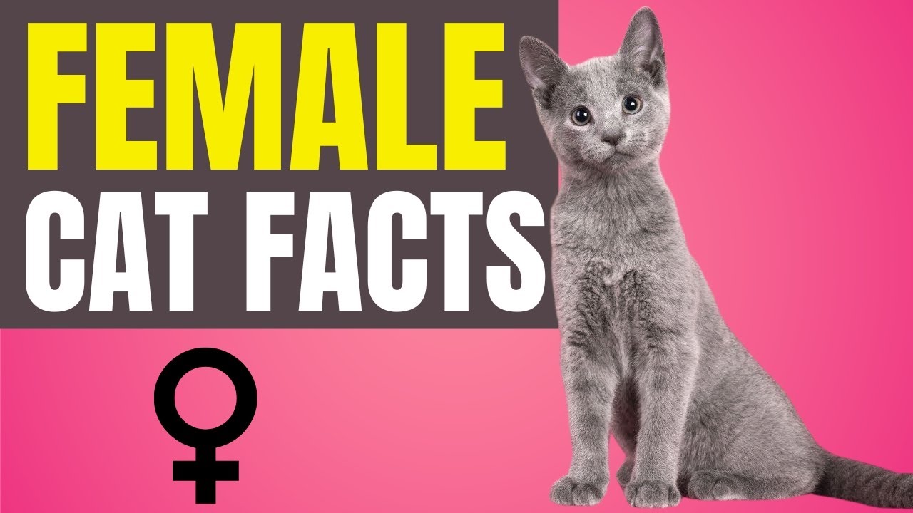 11 Fascinating Facts About Female Cats! (#9 is Beautiful) ♀️