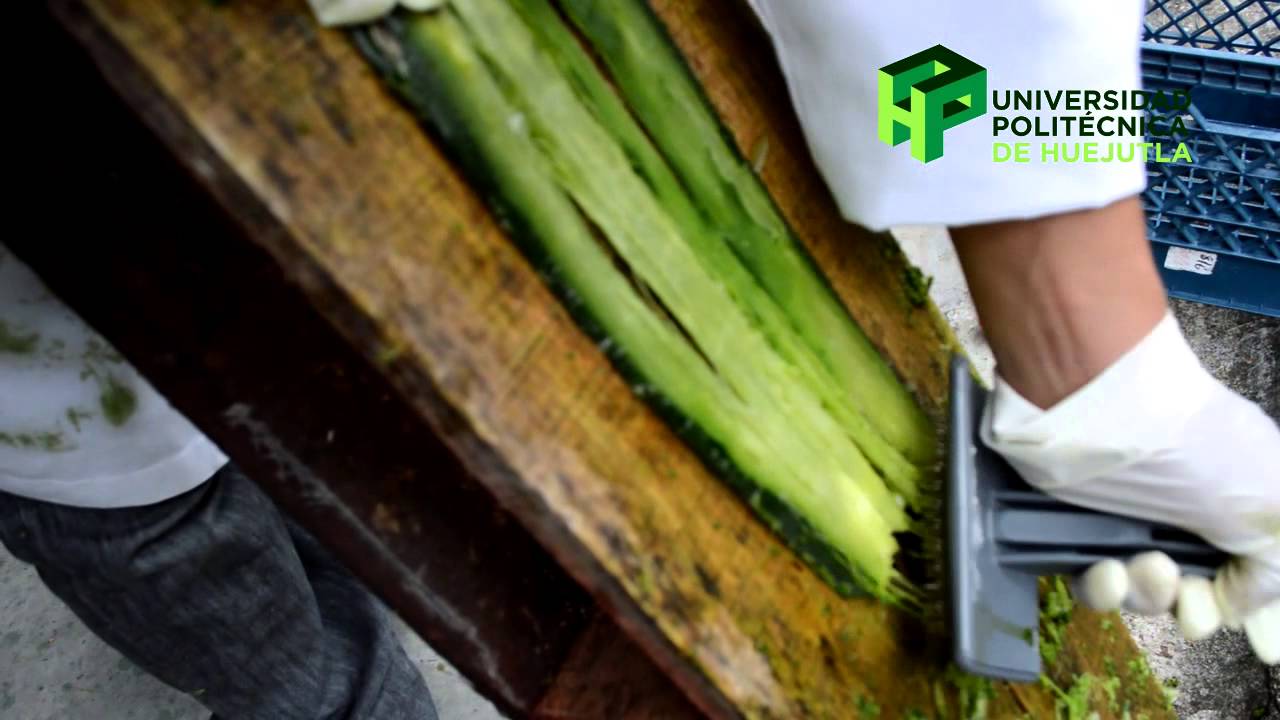 INGENIERÍA EN TECNOLOGÍA TEXTIL - EXTRACCIÓN MANUAL DE FIBRA DE MAGUEY