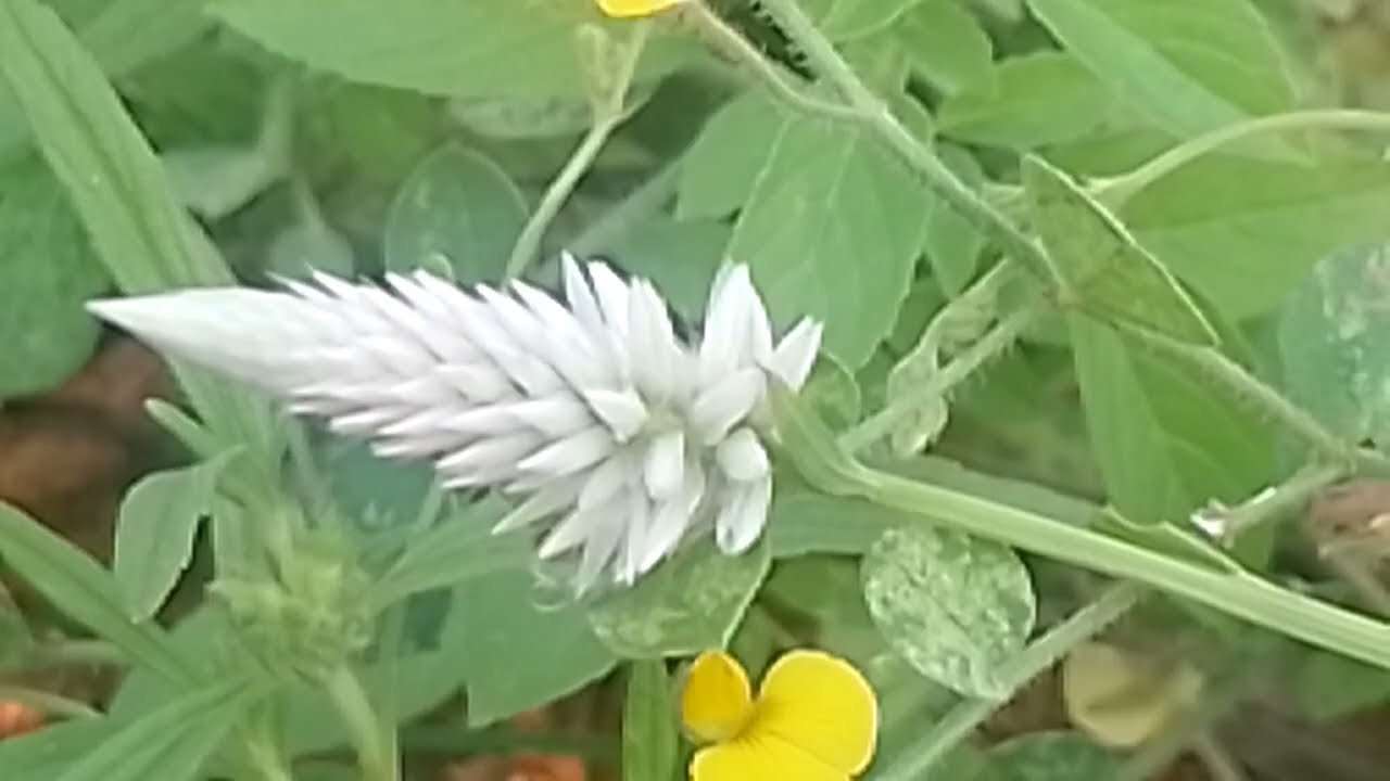  20 மோனிகா விடம் இருந்த ஆதாரத்தை பிடிங்கிய அயலி