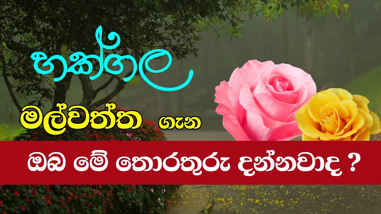 Hakgala Botanical Garden හක්ගල මල්වත්ත Lassana Derana ලස්සන දෙරණ