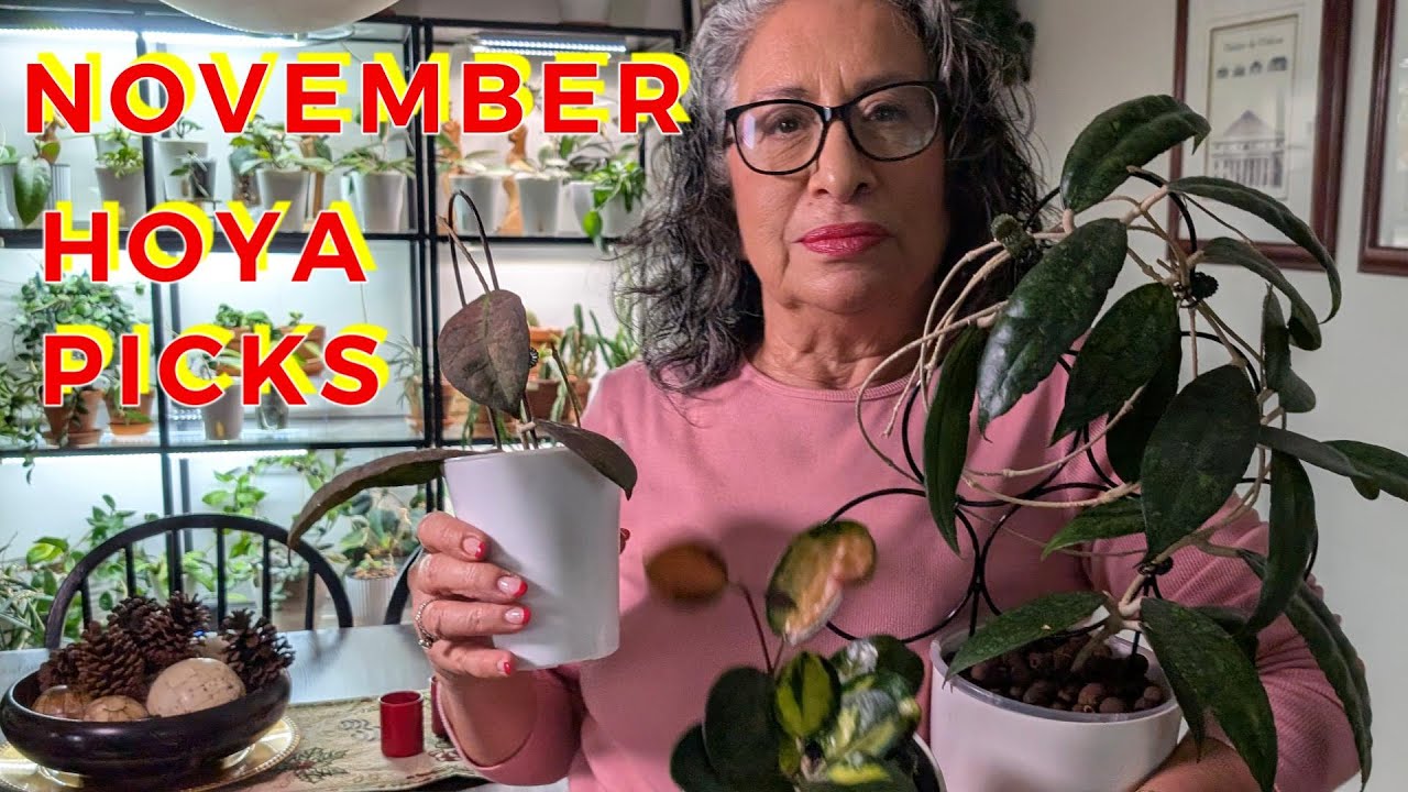 **Top 7 Hoyas I’m Loving This Month (November Favorites!)**