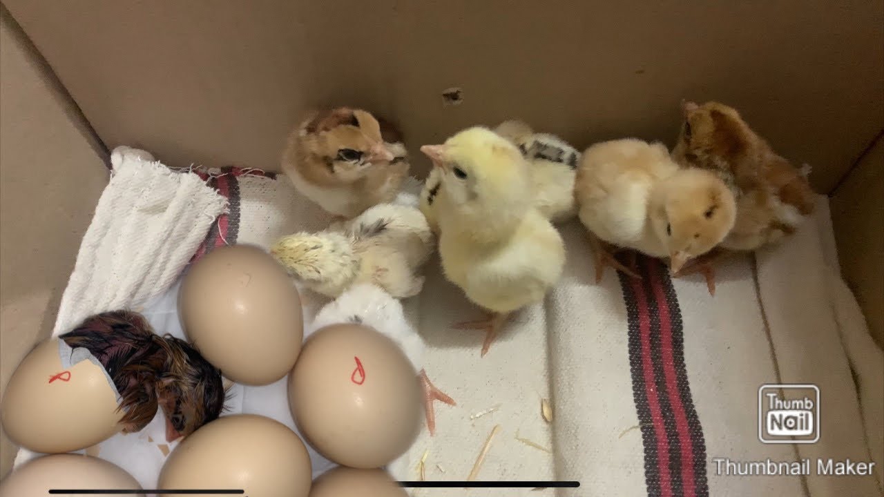 Aseel chicks hatching 