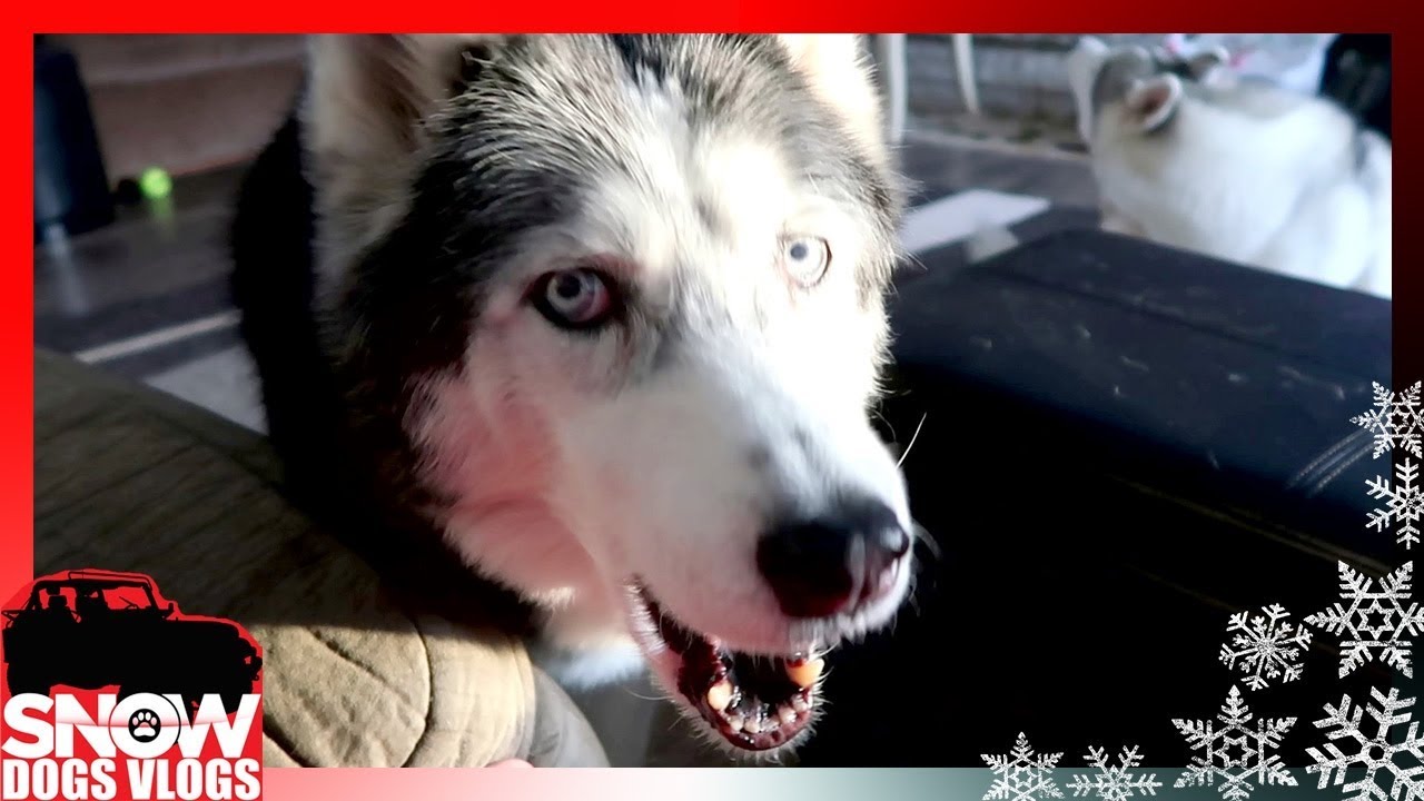 HUSKY OAKLEY SAYS I LOVE YOU
