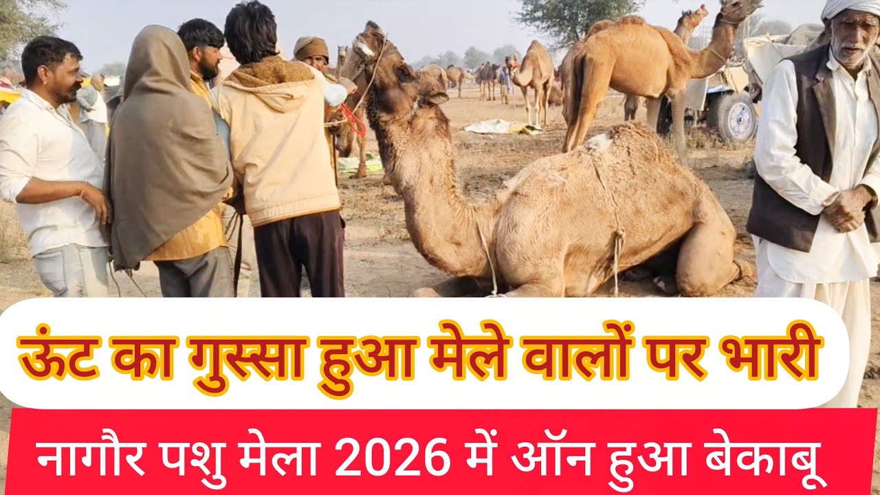 ऊंट हुआ बेकाबू लोगों पर गुस्सा उतरा Nagaur pashu mela 2026 || नागौर पशु मेला 2026 || नागौर मेला 2026