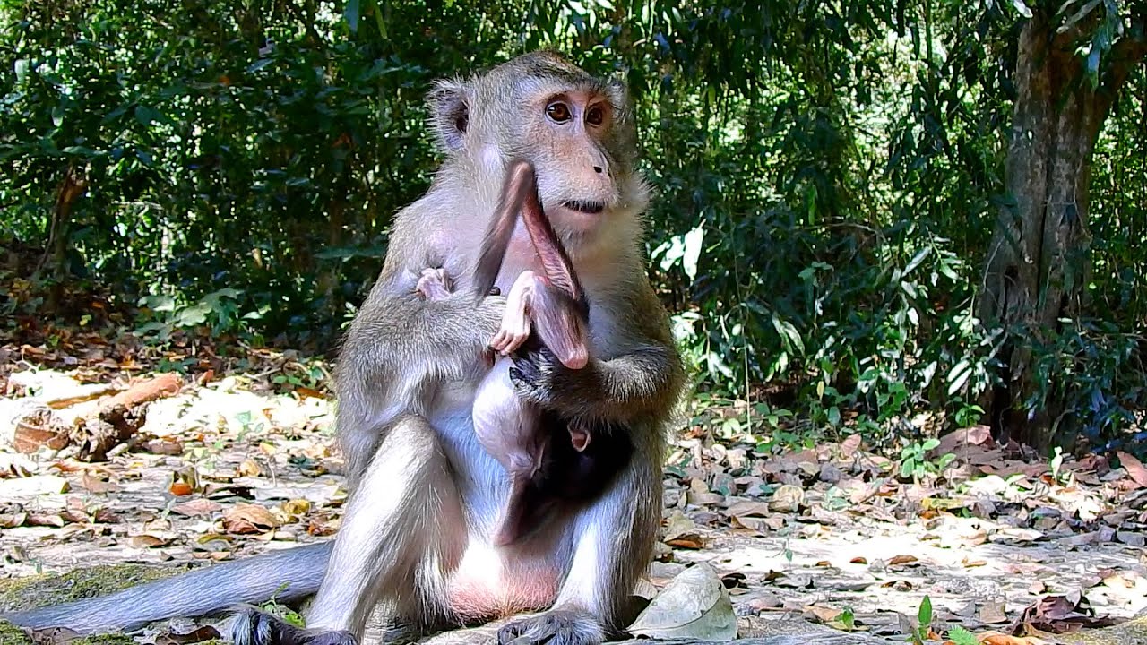 OhMyGoodness! What Is Monkey Anna Doing While Baby AMINA Ask Milk? | @IShowMonkeyTV