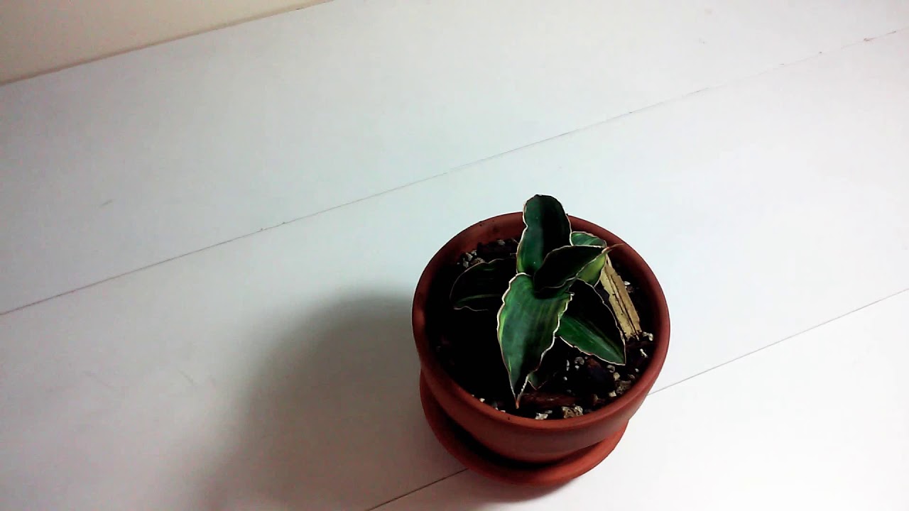 SANSEVIERIA COLLECTION PART#1😍