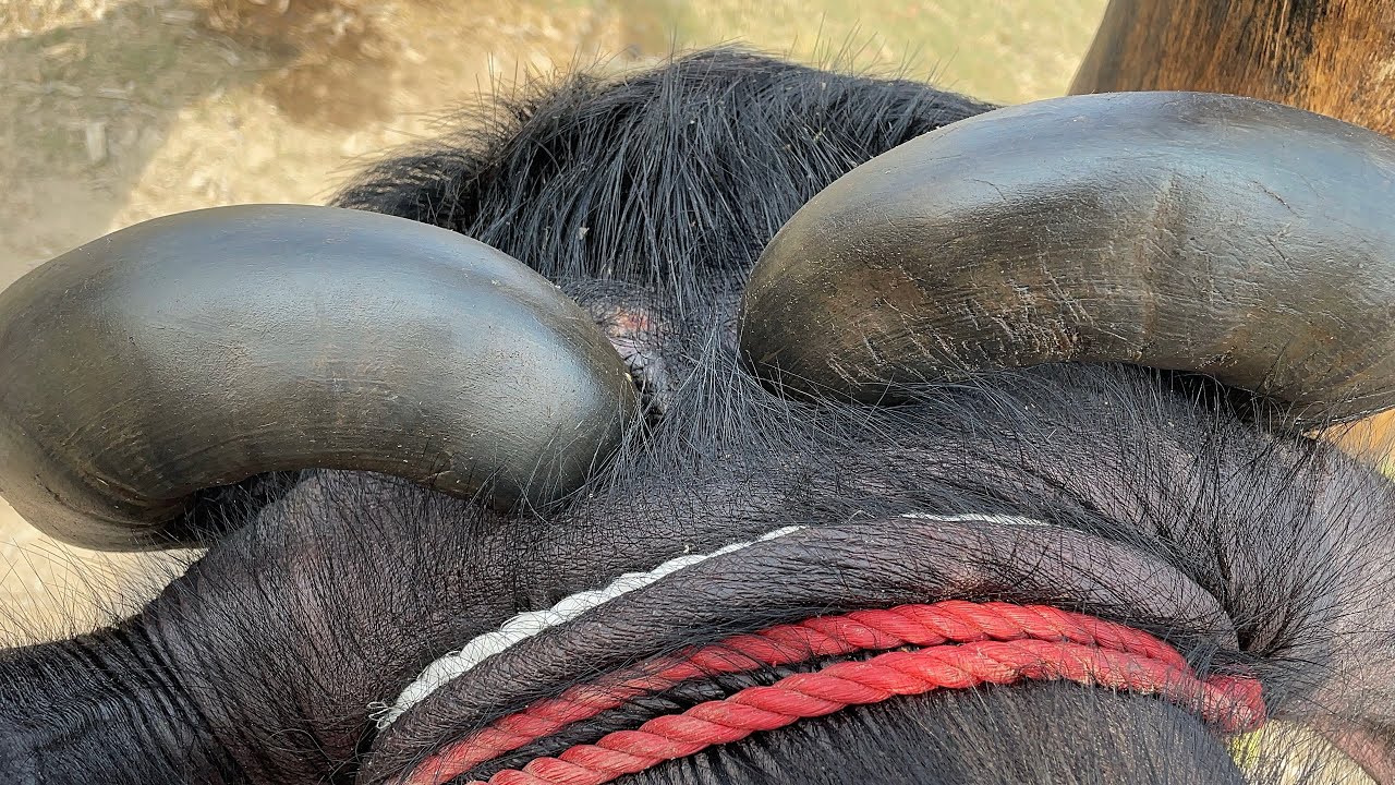 Buffalo Horn Trimming – Full Process | Satisfying Yet Risky ⚠️