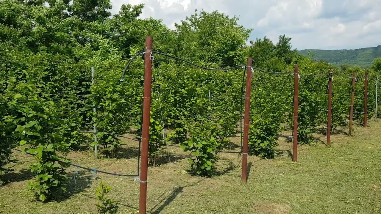 Cu ce stropim murii de gradina! Pana când se stropesc murii Thornfree. 🍇🍇