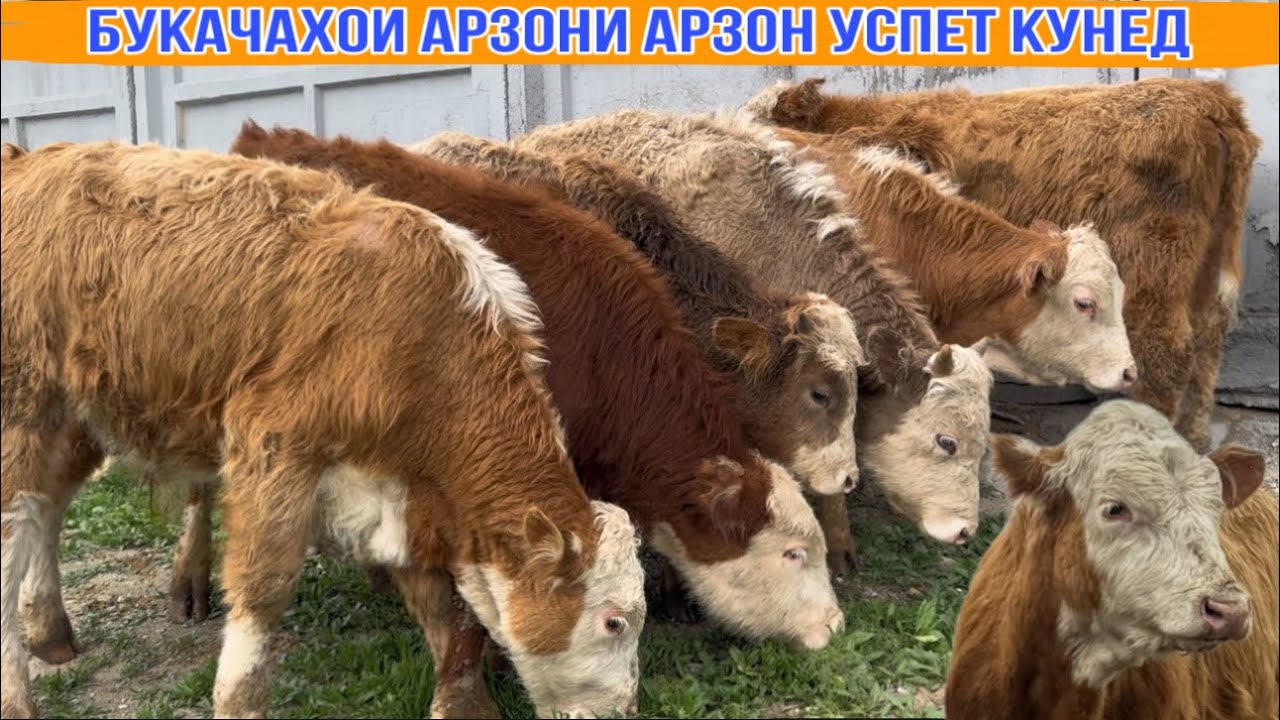 БУКАЧАХОИ ХЕЛЕ АРЗОН УСПЕТ КУНЕД ! 10 марта 2026 г.