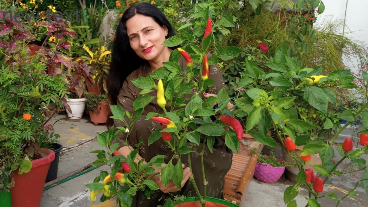 Easy way to grow chilli from seeds in pot | Rashmi's World - Create to Decorate