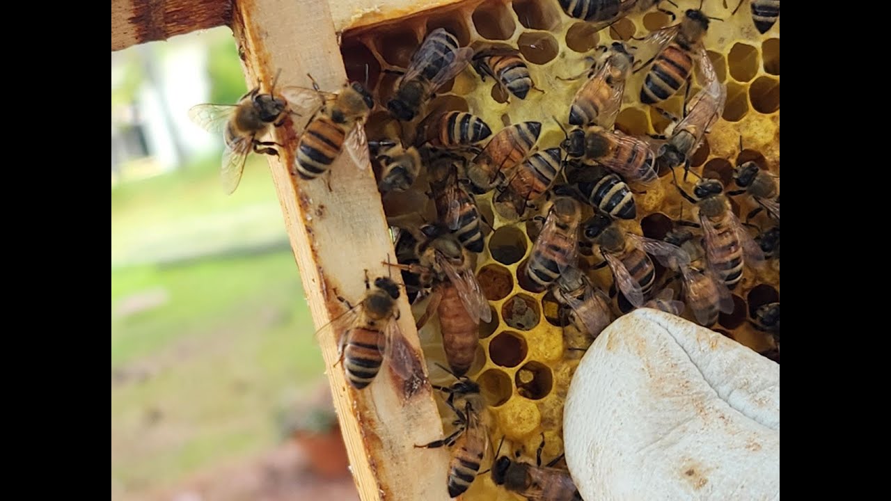 Swarm to Hive Step 3:  Move in Day!