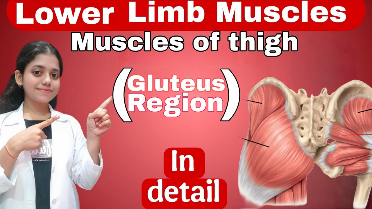 Muscles of gluteal region of thigh | Lower Limb muscles origin and insertion | In detail |