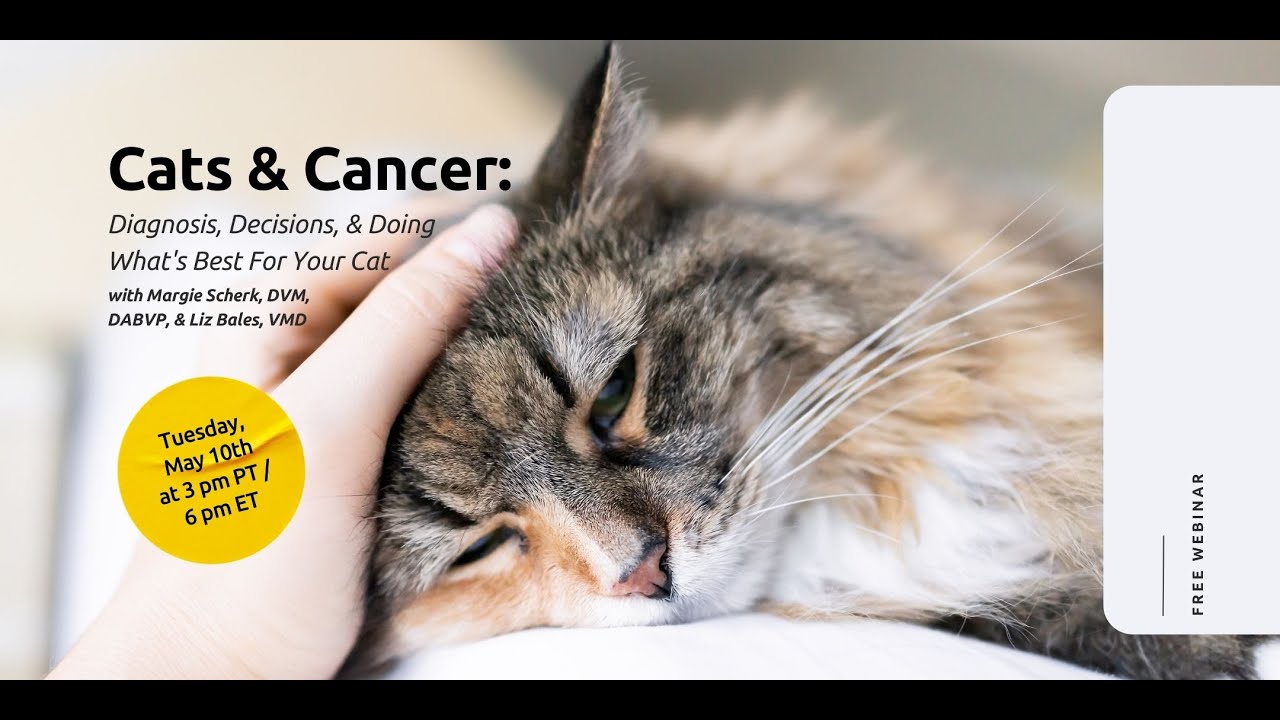 Cats & Cancer: Diagnosis, Decisions, and Doing What's Best for Your Cat