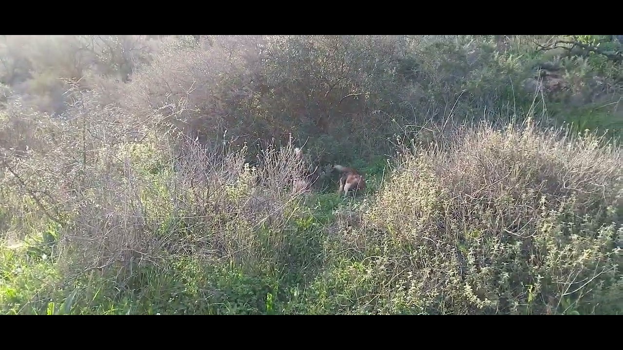 10/3/26 Κρήτη μπιγκλ εκπαιδευτικό 10/2/26 crete beagle practice