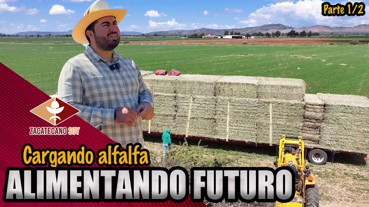 LA LLUVIA NOS DEJÓ cortar y cargar alfalfa
