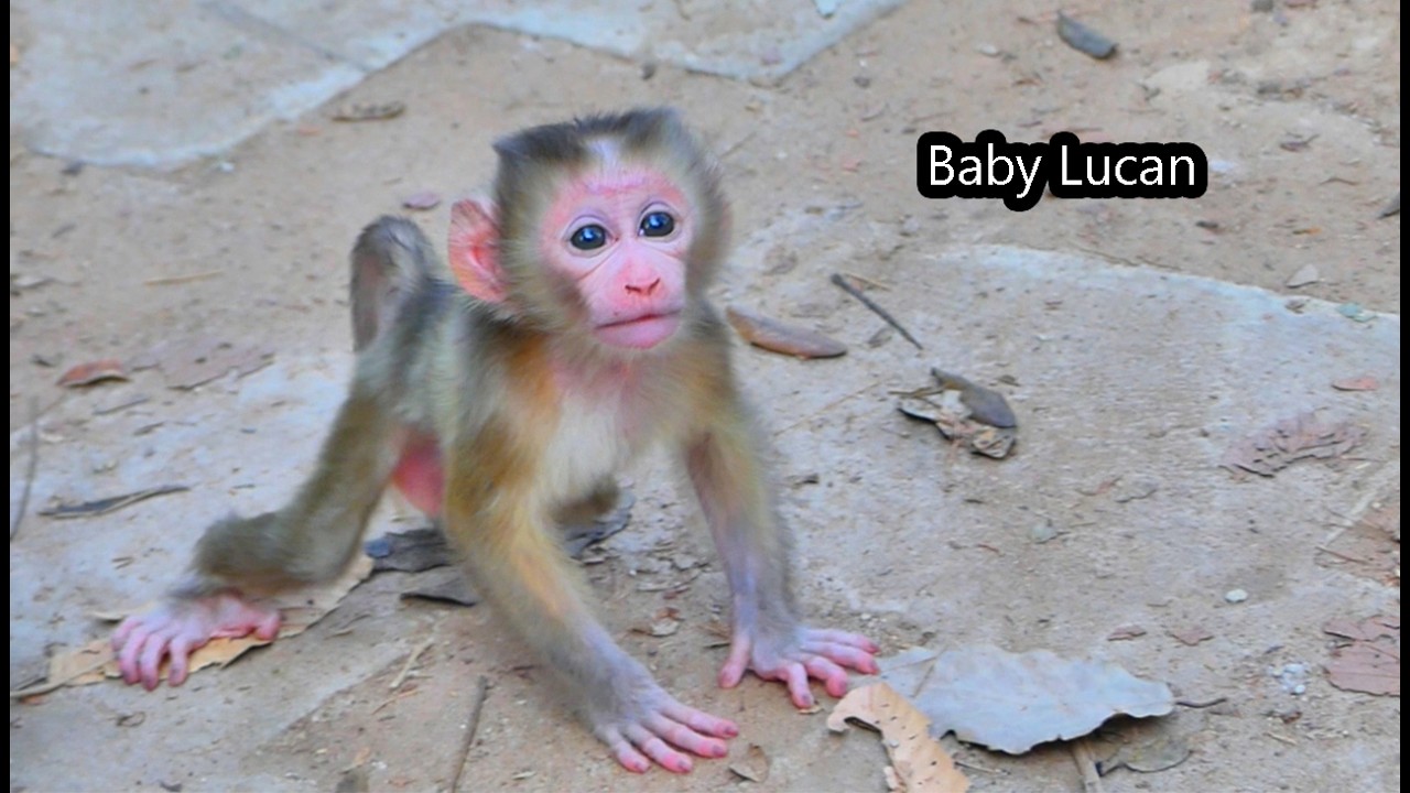 Surprise // Baby Lucan tries to walk by own until success