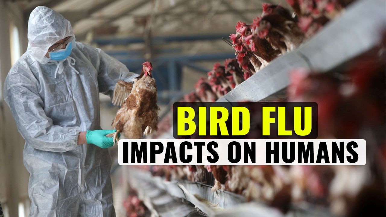 Explained: Bird Flu Virus in India | Avian Flu Virus | H5N8 Virus | All Questions Answered