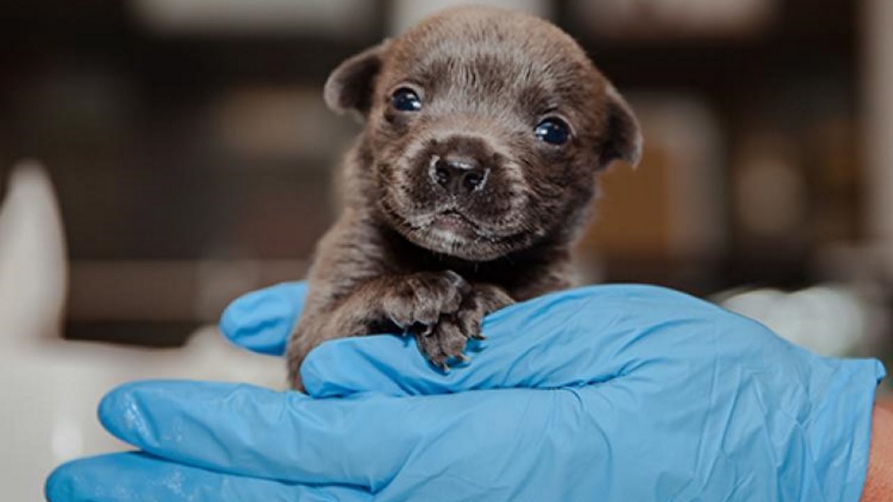 Cutest Newborn Puppies Compilation