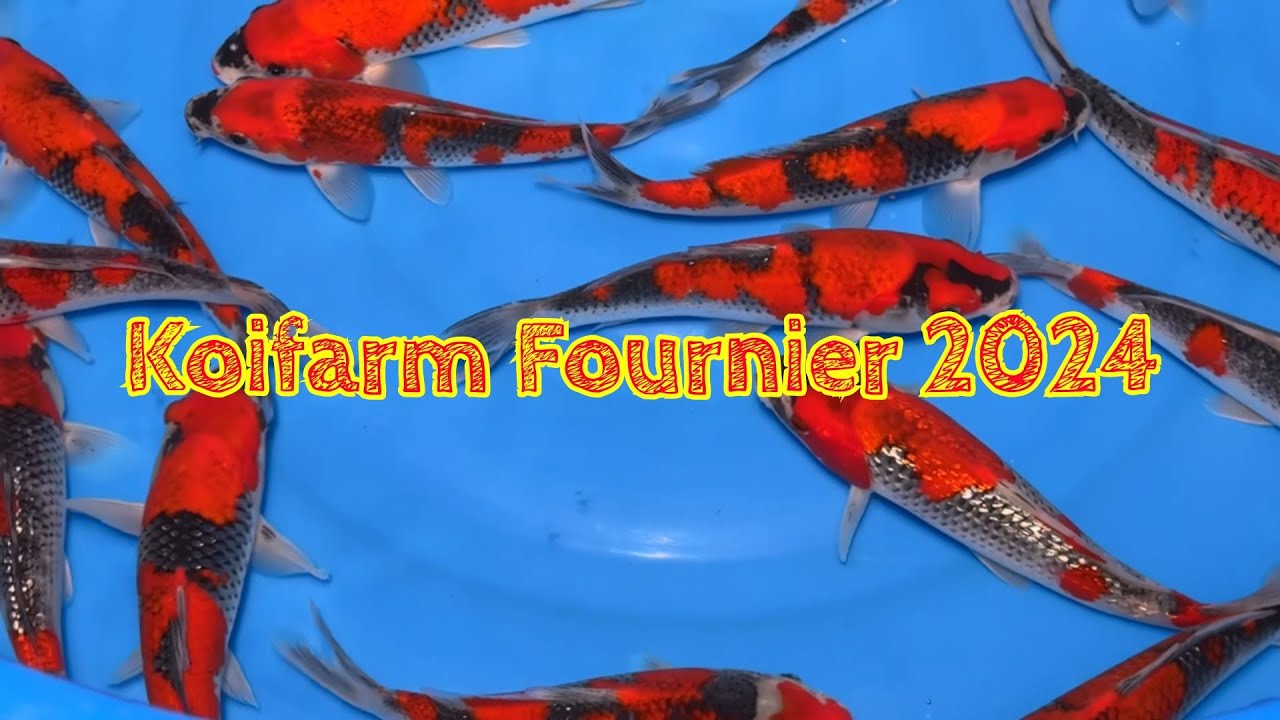 kff 2024