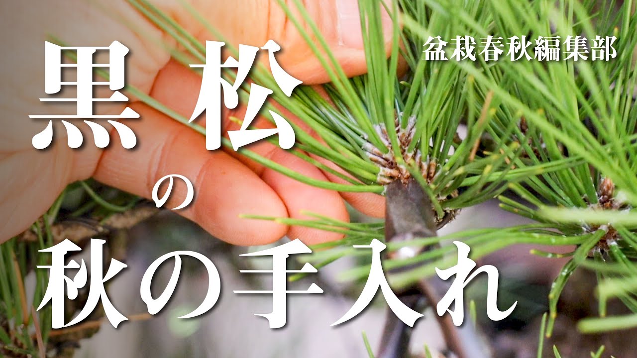 【10月の作業】黒松の秋の手入れ