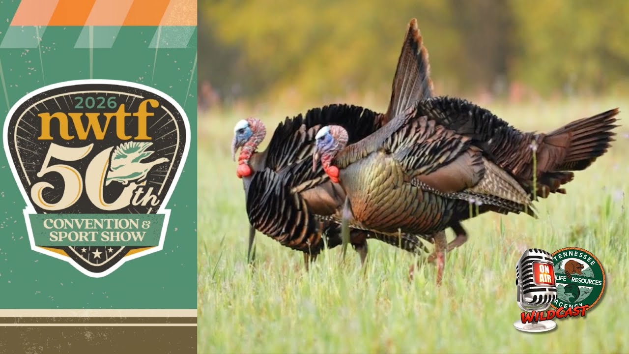Wild Turkeys In Tennessee: Habitat, Conservation, & the 50th NWTF Convention