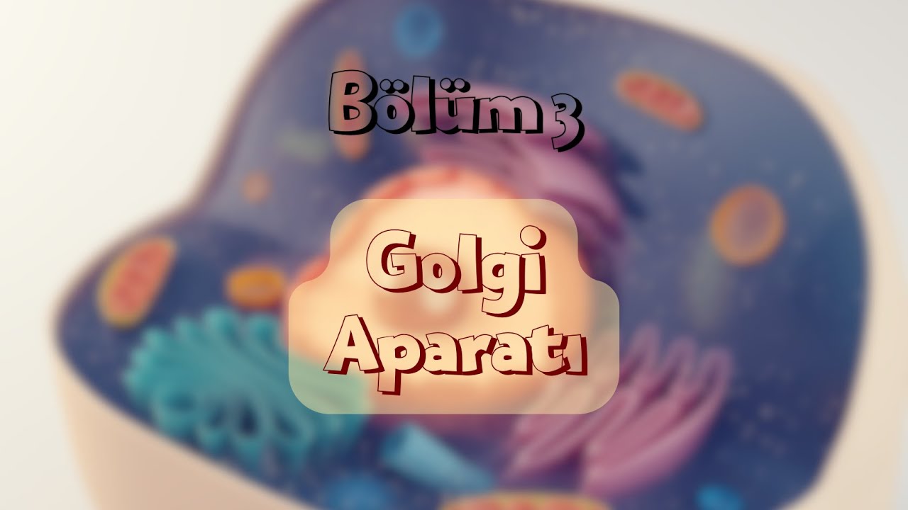 H&uuml;ceyrə Fiziologiyası: Golgi Aparatı (3)