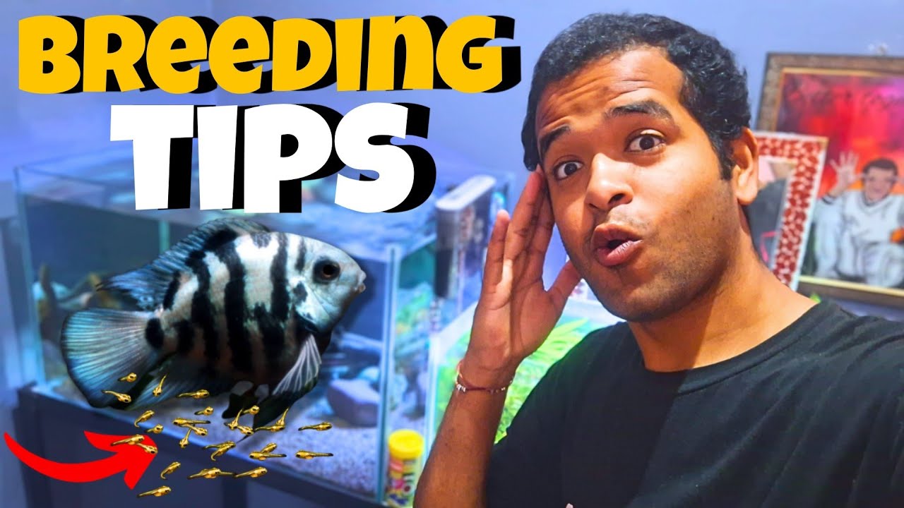 Polar parrot fish BREEDING : 300 🤯 Plus Babies Hatched