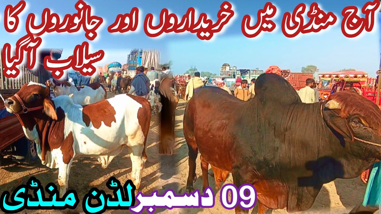 TODAY LUDDAN MANDI LATEST PRICE UPDATE || Big Crowd In Animals Market || Sahiwal Cholistani Bachray