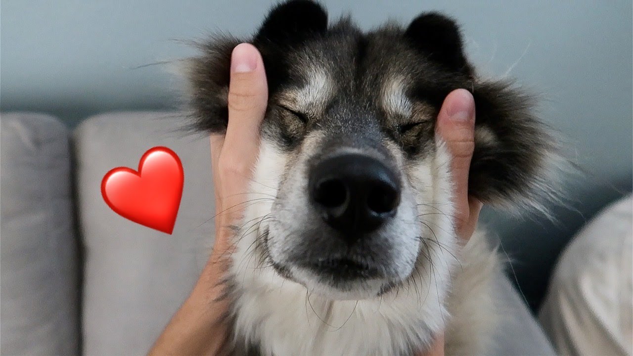 My Huskies Favorite Ways To Be Loved!