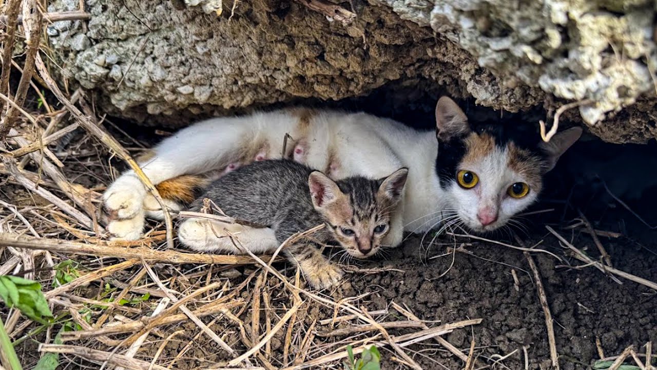 Советы по спасению и уходу за кошками: как мы спасли отравленную кошачью семью | Руководство по у...