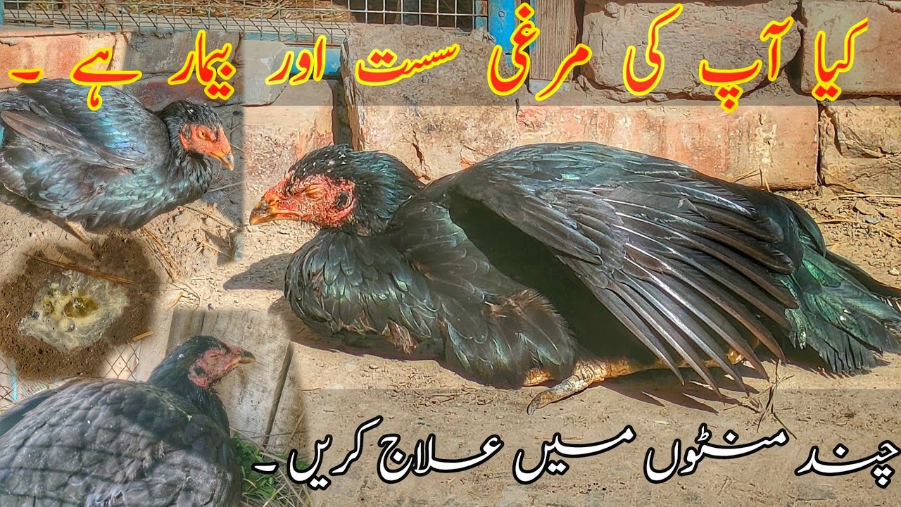 Kya apki Murgi Bimar ha |Bimar Murga Murgi ka elaj |Aamir rajpoot aseels