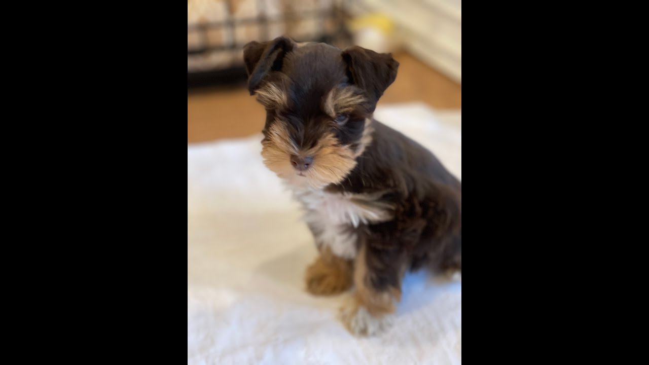 10 week old schnauzer PUPPY (Truffles)